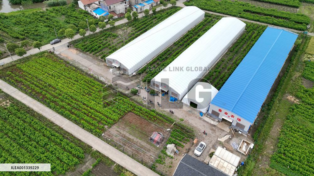 Sericulture Industry In China