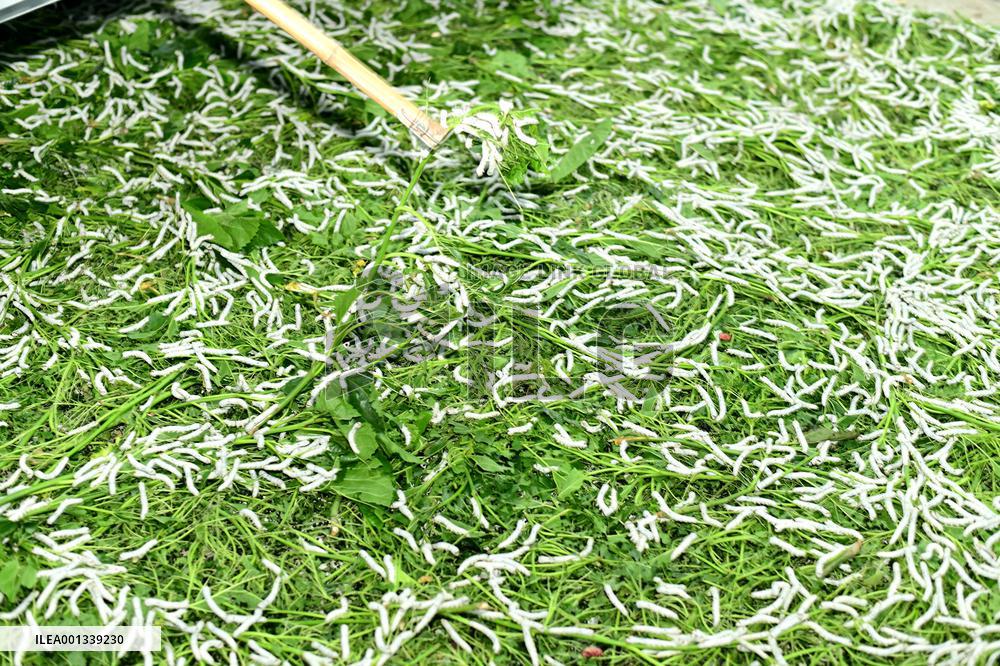 Sericulture Industry In China