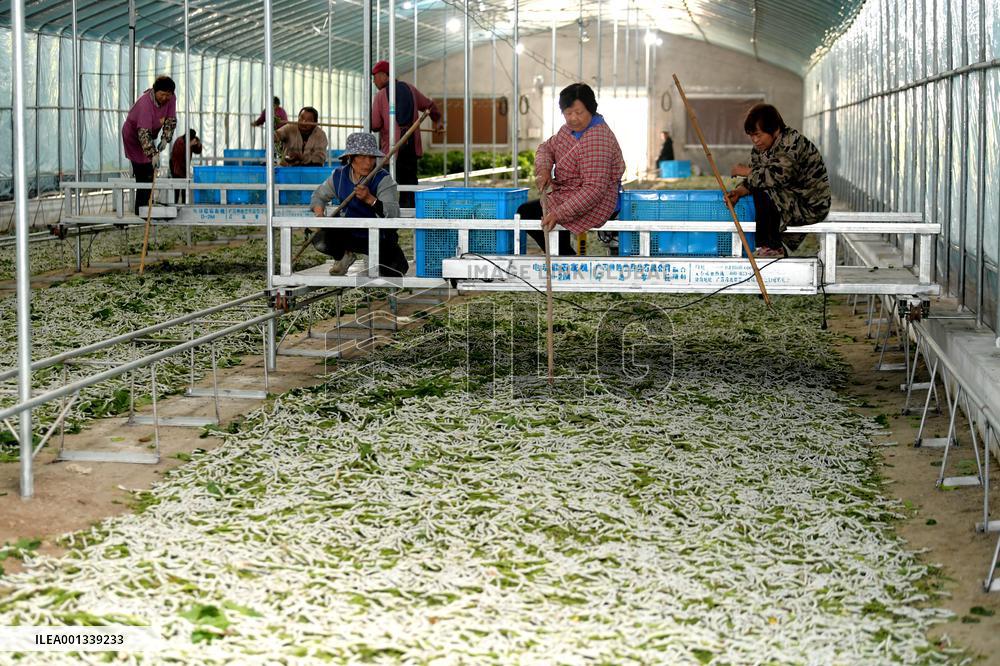 Sericulture Industry In China