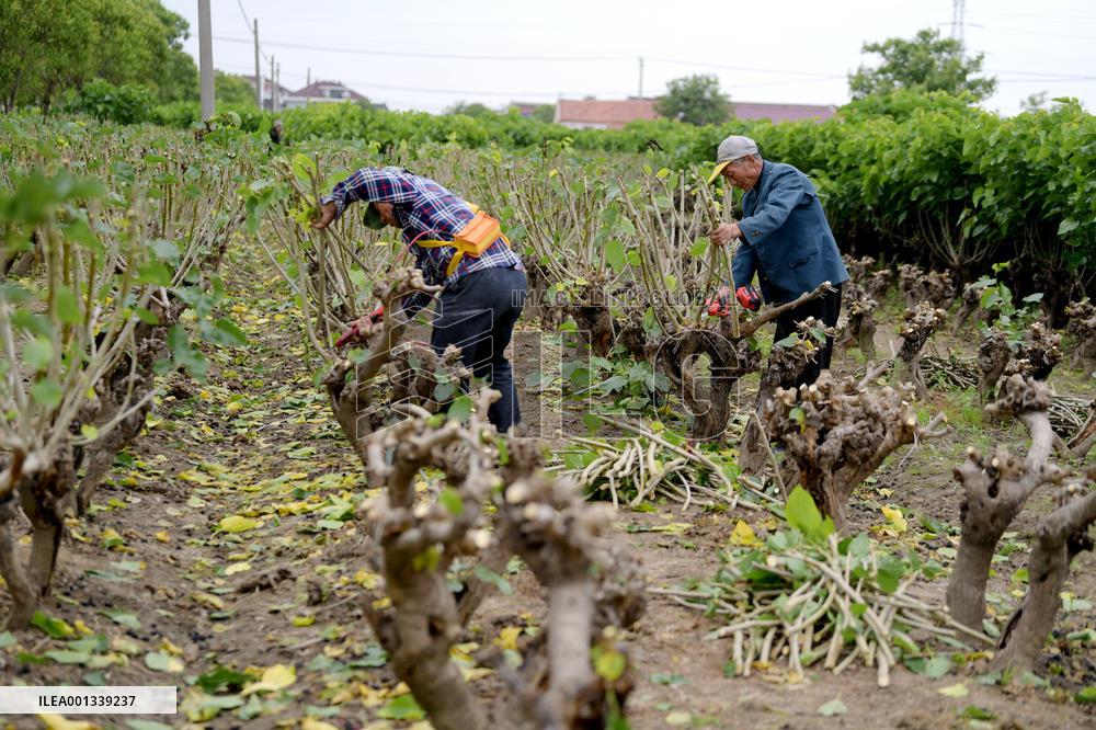 Sericulture Industry In China