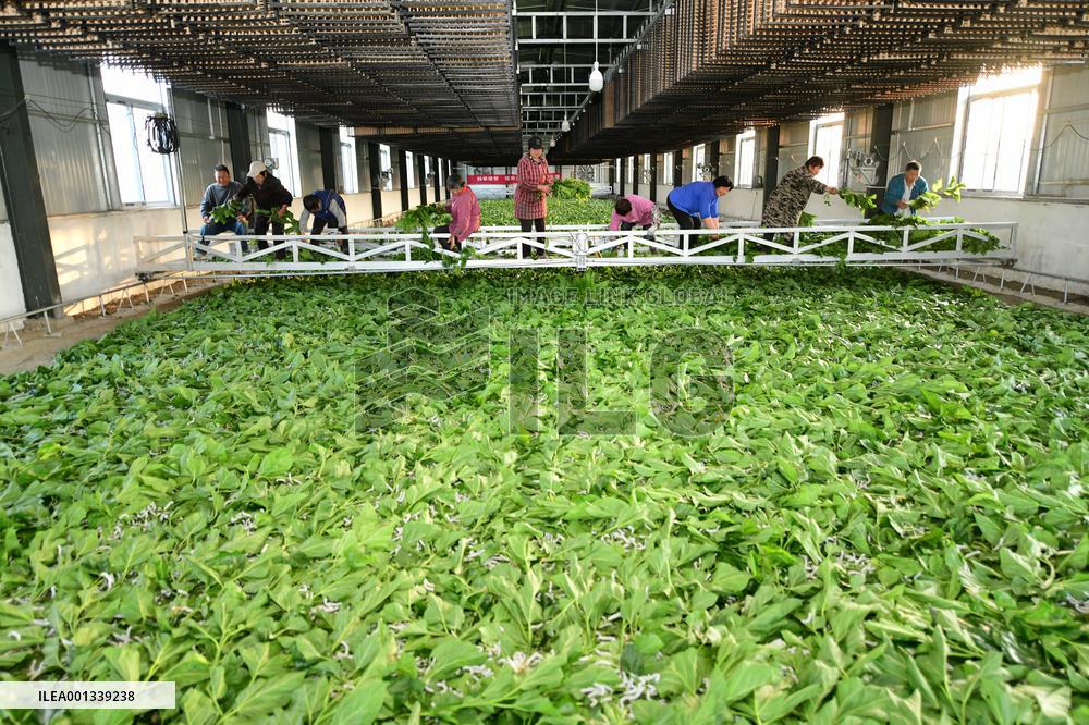 Sericulture Industry In China