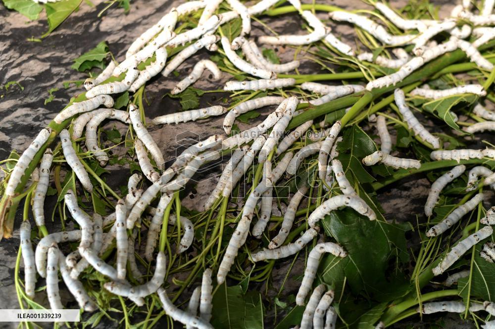 Sericulture Industry In China