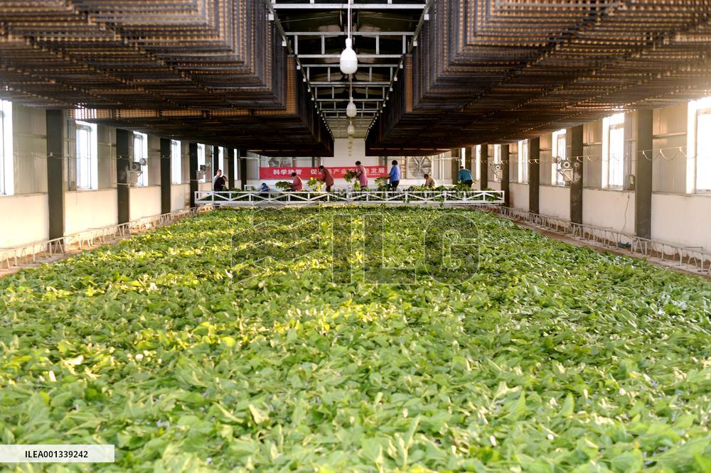 Sericulture Industry In China