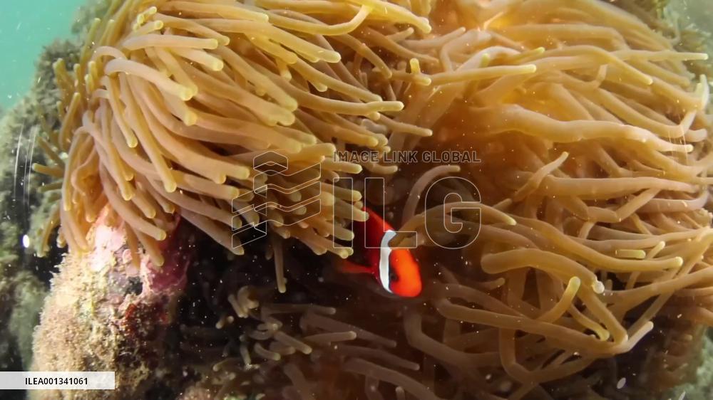 Modernized marine ranching helps restore biodiversity in south China island