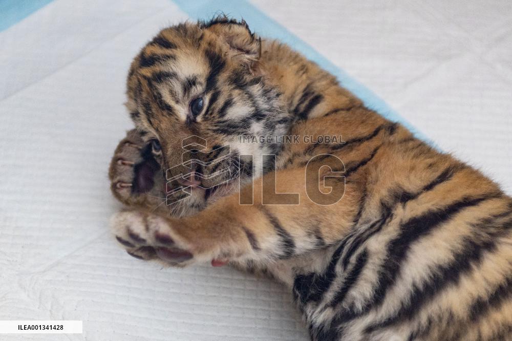 CHINA-HEILONGJIANG-HARBIN-SIBERIAN TIGERS-BREEDING (CN)