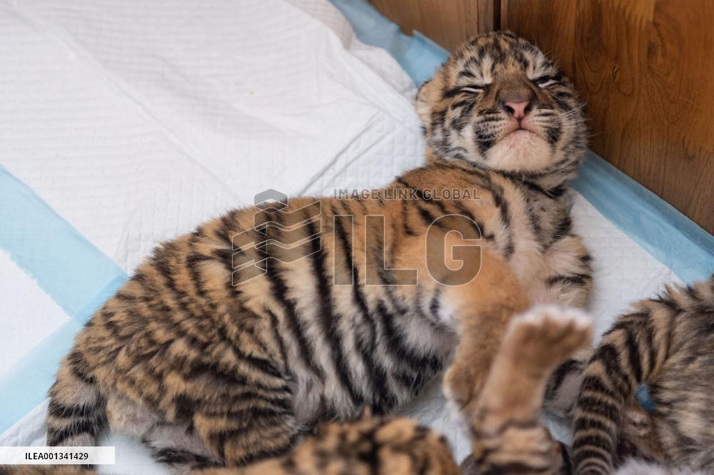 CHINA-HEILONGJIANG-HARBIN-SIBERIAN TIGERS-BREEDING (CN)