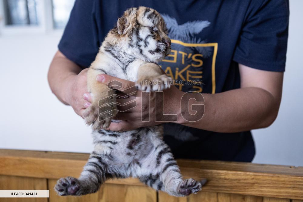 CHINA-HEILONGJIANG-HARBIN-SIBERIAN TIGERS-BREEDING (CN)