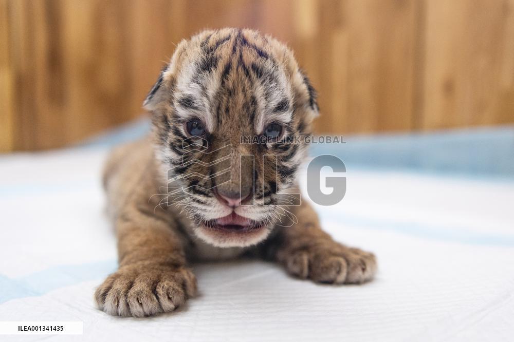 CHINA-HEILONGJIANG-HARBIN-SIBERIAN TIGERS-BREEDING (CN)