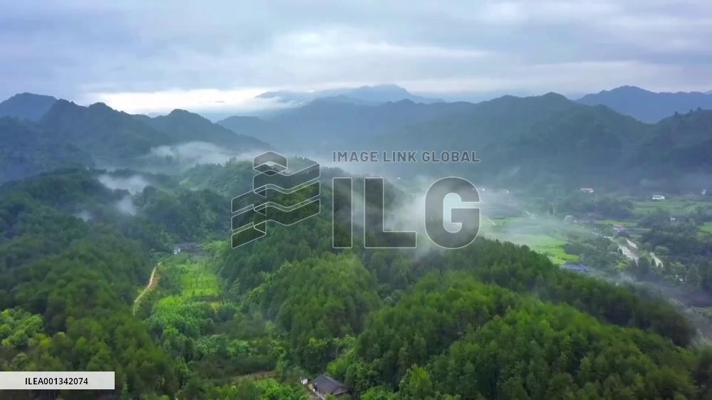 Protecting crested ibises in China's Qinling Mountains