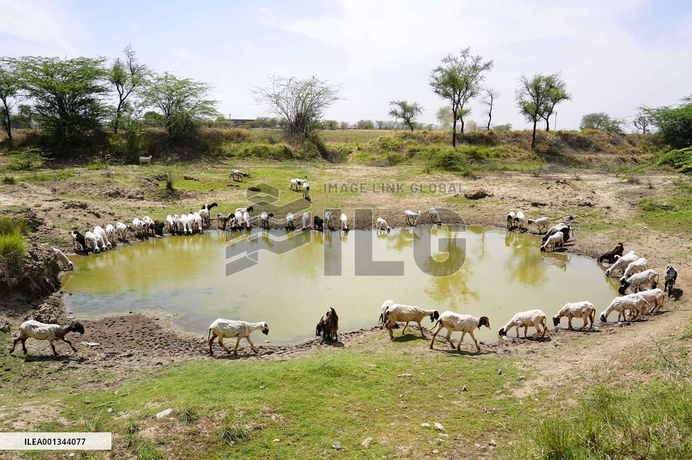The Flock Of Sheep - India