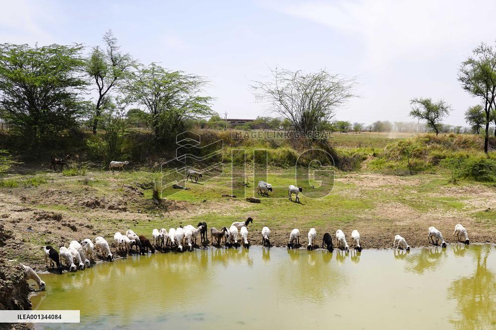The Flock Of Sheep - India