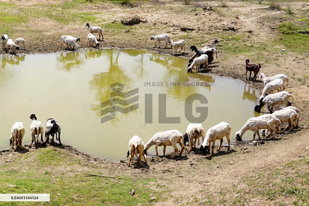 The Flock Of Sheep - India