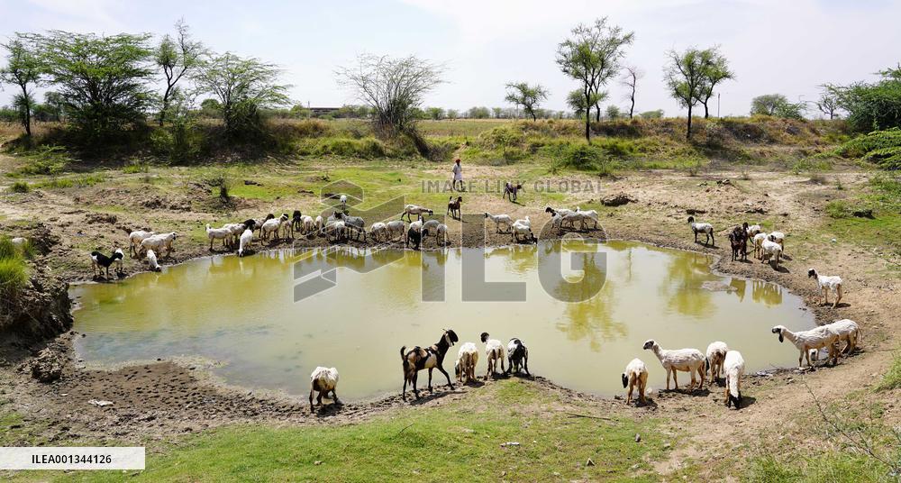 The Flock Of Sheep - India