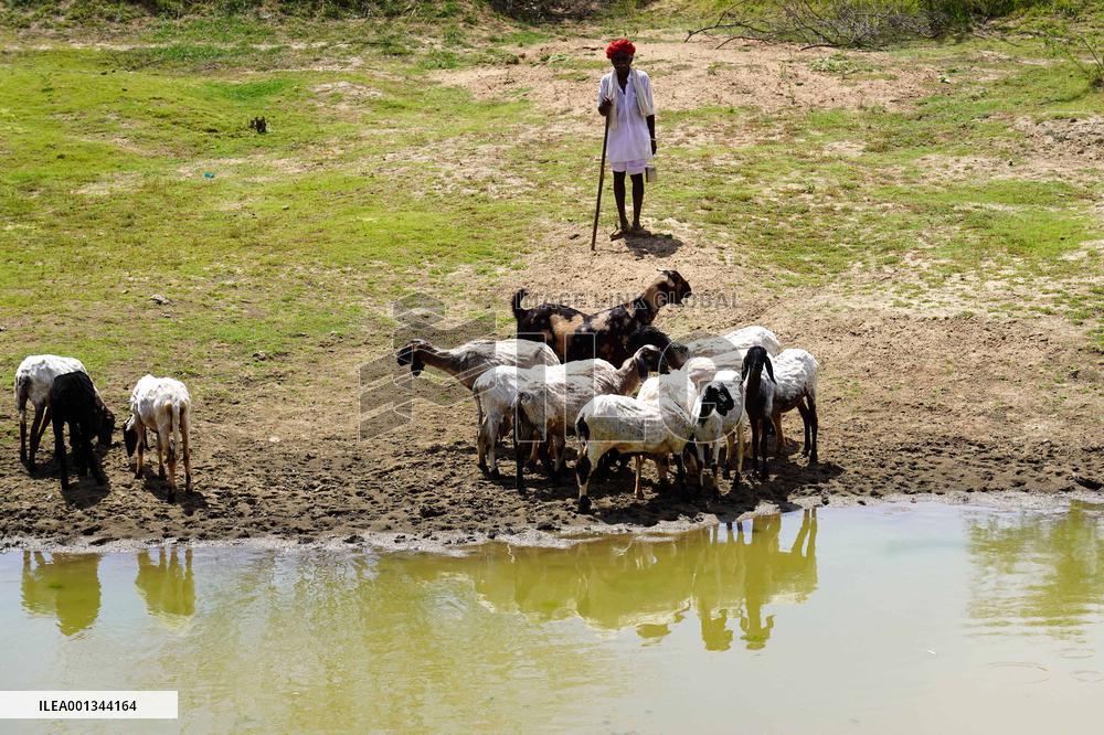 The Flock Of Sheep - India