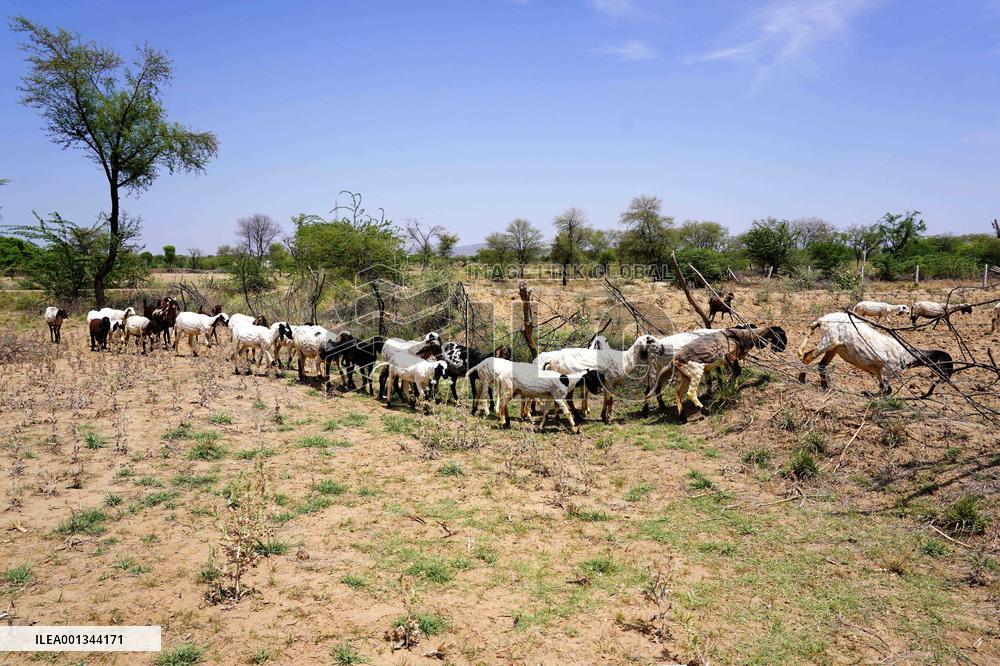 The Flock Of Sheep - India