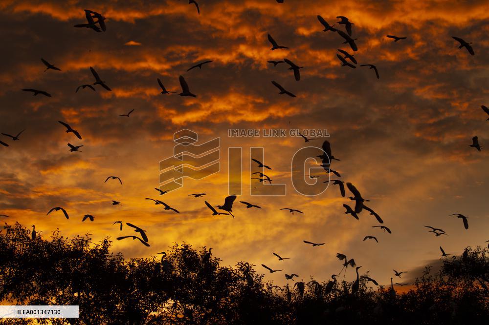 INDONESIA-LHOKSEUMAWE-EGRET AT SUNSET