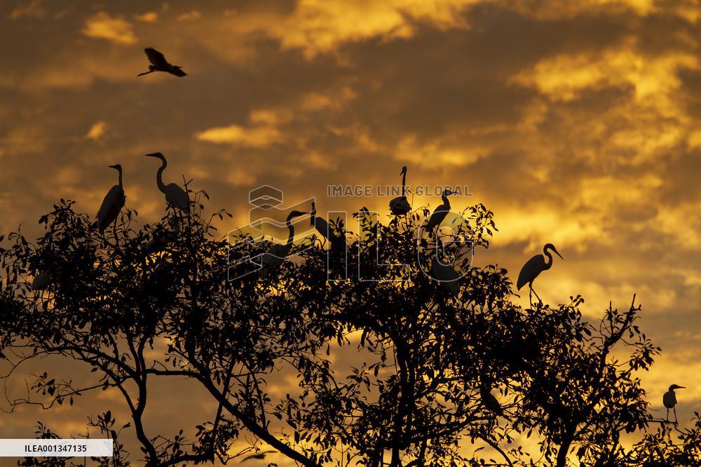 INDONESIA-LHOKSEUMAWE-EGRET AT SUNSET