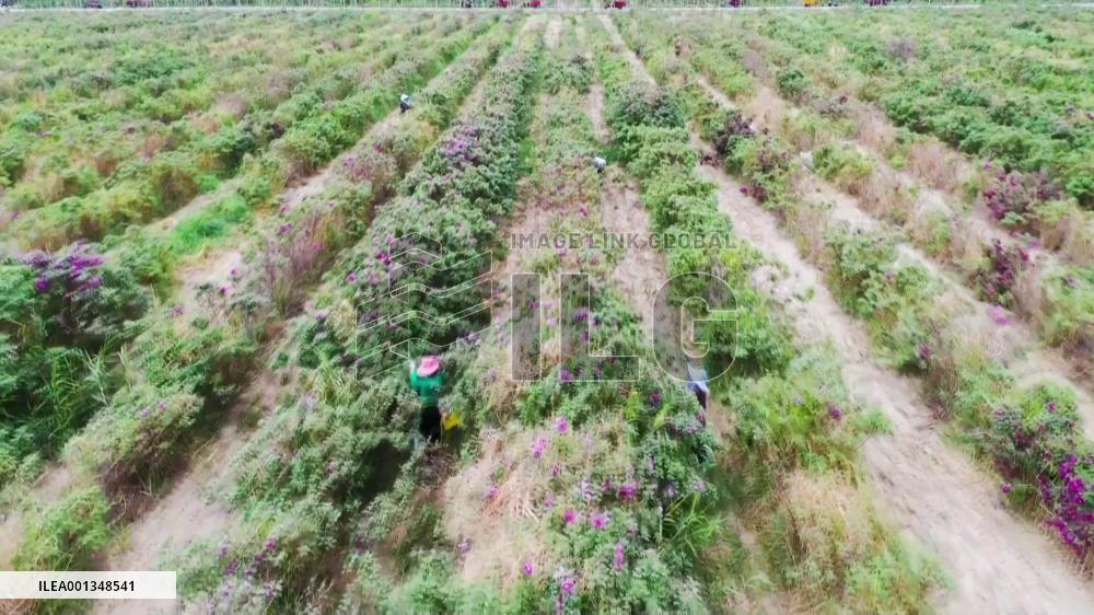 Rose plantation promises rosy future for farmers in China's Xinjiang