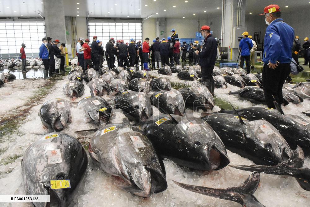 Season's 1st bluefin tuna haul in Tottori