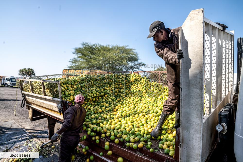 SOUTH AFRICA-NORTH WEST PROVINCE-CITRUS-HARVEST