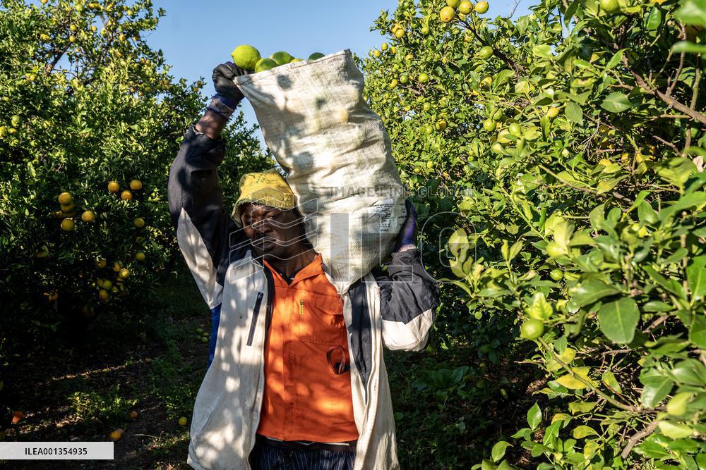 SOUTH AFRICA-NORTH WEST PROVINCE-CITRUS-HARVEST