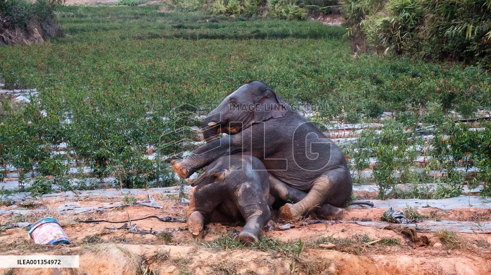 Xinhua Headlines: Two years after epic trek, China's "wandering elephants" embrace new life home
