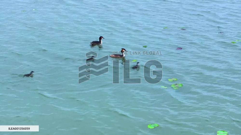 Migratory birds breed at major nature reserve in Hebei, China
