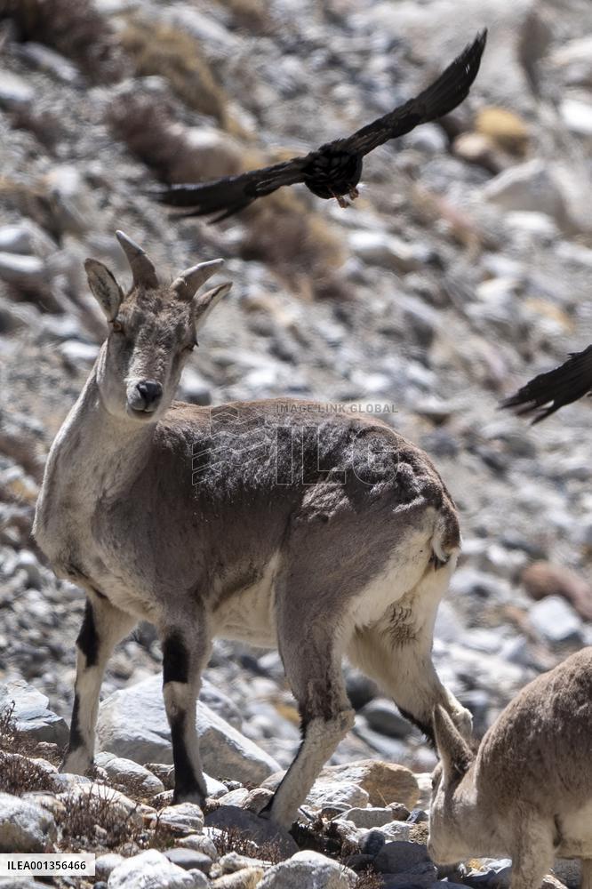 CHINA-MOUNT QOMOLANGMA-ECOLOGICAL ENVIRONMENT (CN)