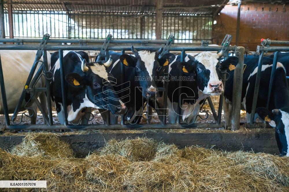 Court Of Auditors Demands That France Reduce Its Cow Farms