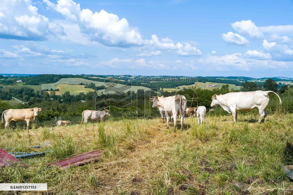 Court Of Auditors Demands That France Reduce Its Cow Farms