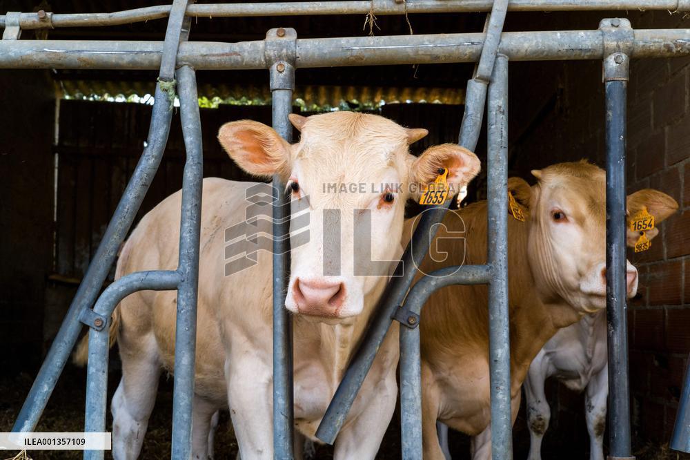 Court Of Auditors Demands That France Reduce Its Cow Farms