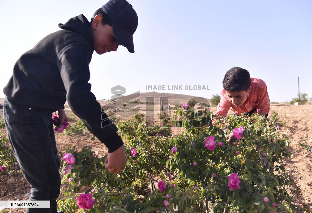 SYRIA-DAMASCUS-DAMASK ROSE-HARVEST