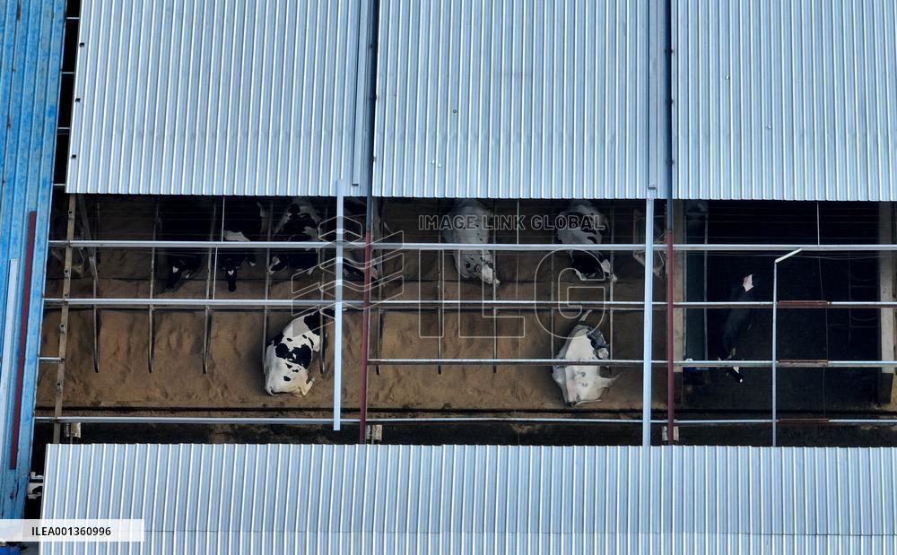 Wisdom Dairy Farm