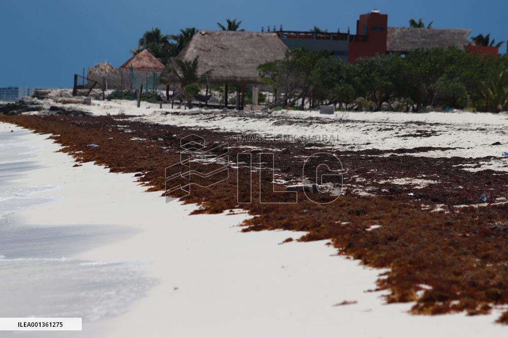 Caribbean Beaches Contaminated by Sargassum - Cancun
