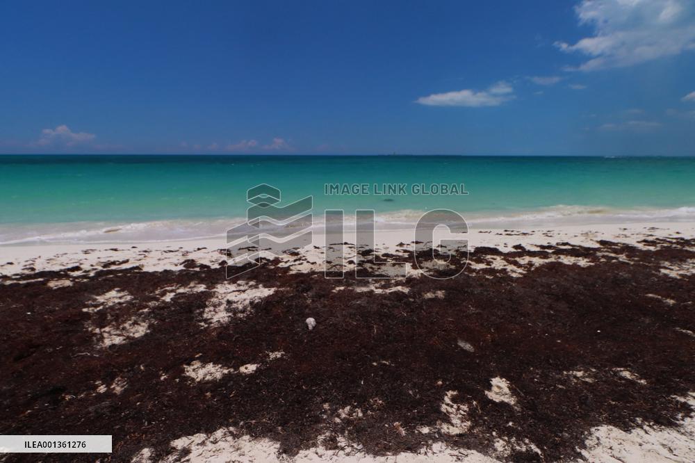 Caribbean Beaches Contaminated by Sargassum - Cancun