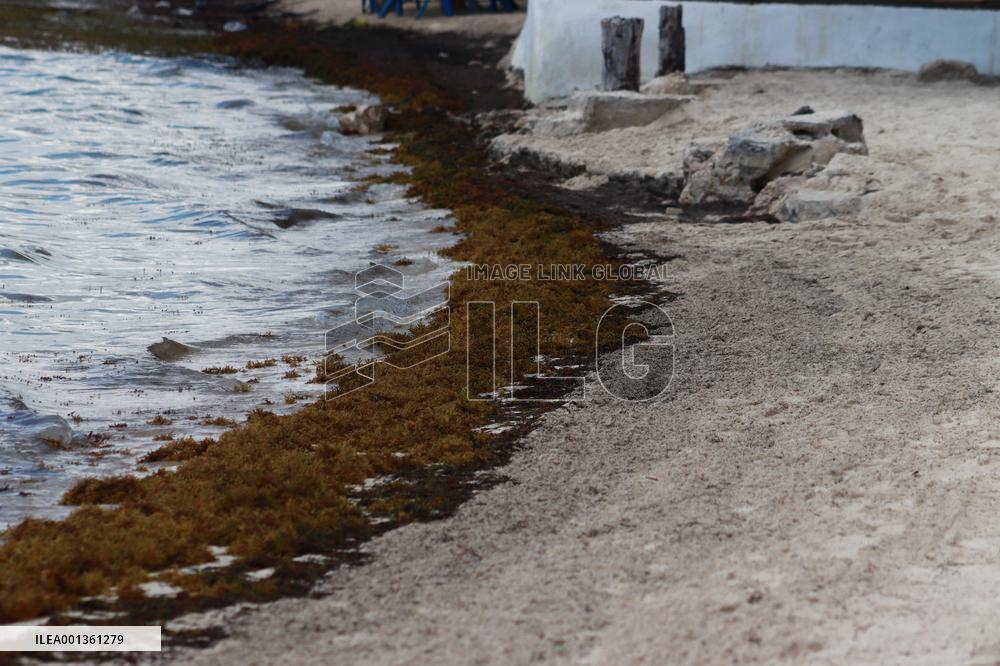Caribbean Beaches Contaminated by Sargassum - Cancun