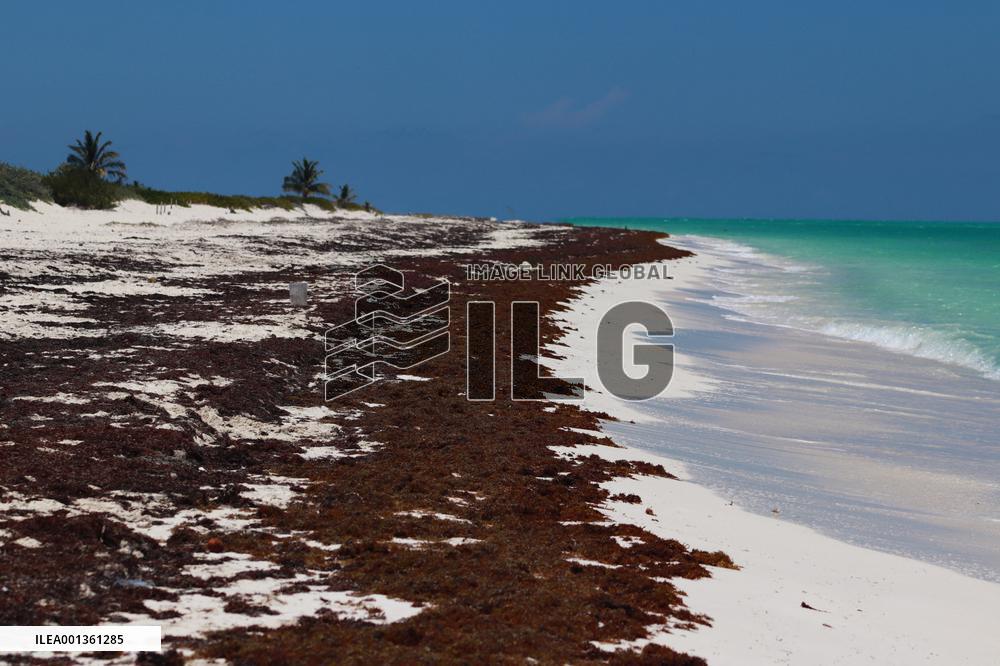 Caribbean Beaches Contaminated by Sargassum - Cancun