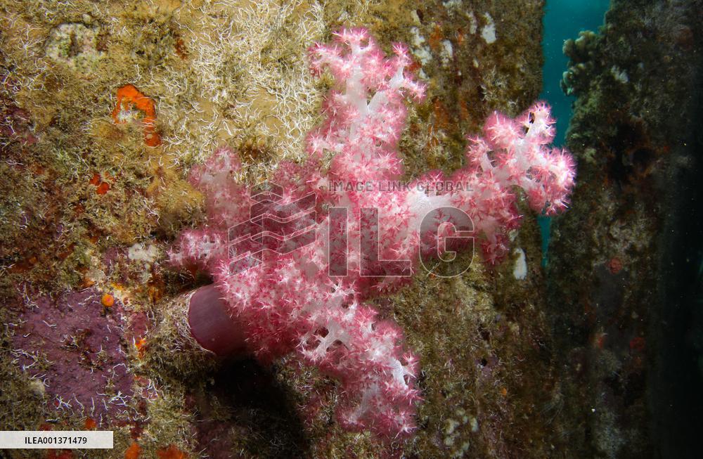 CHINA-HAINAN-FENJIEZHOU ISLAND-DIVING ACTIVITY (CN)