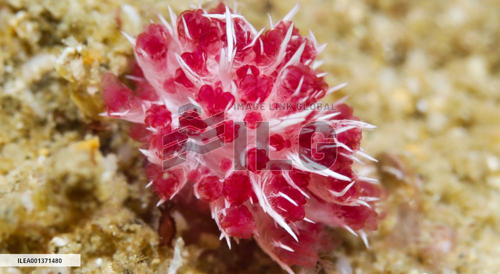 CHINA-HAINAN-FENJIEZHOU ISLAND-DIVING ACTIVITY (CN)