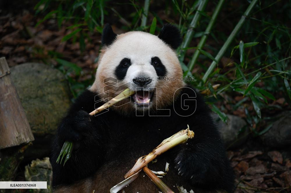 CHINA-SICHUAN-CHENGDU-GIANT PANDA-MEI LAN-SEVENTH BIRTHDAY (CN)