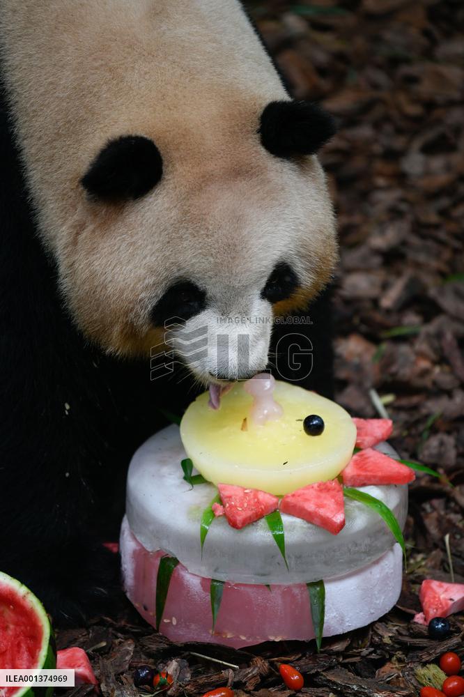 CHINA-SICHUAN-CHENGDU-GIANT PANDA-MEI LAN-SEVENTH BIRTHDAY (CN)