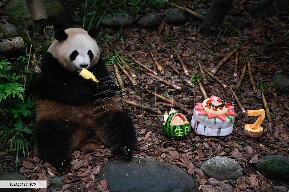 CHINA-SICHUAN-CHENGDU-GIANT PANDA-MEI LAN-SEVENTH BIRTHDAY (CN)