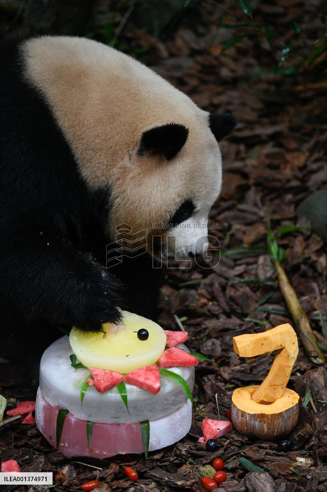 CHINA-SICHUAN-CHENGDU-GIANT PANDA-MEI LAN-SEVENTH BIRTHDAY (CN)