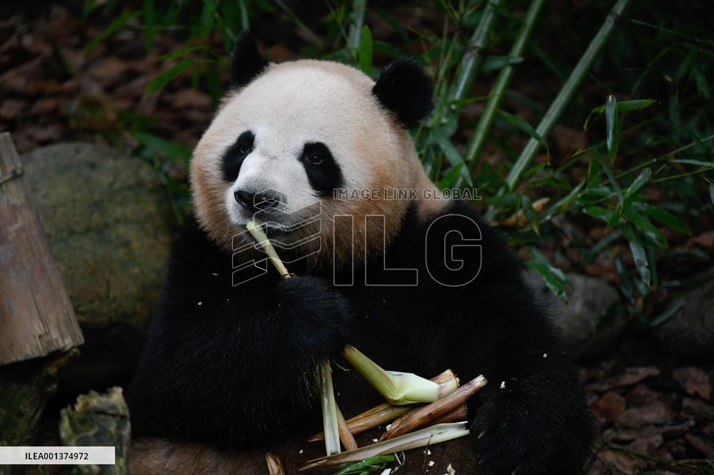CHINA-SICHUAN-CHENGDU-GIANT PANDA-MEI LAN-SEVENTH BIRTHDAY (CN)
