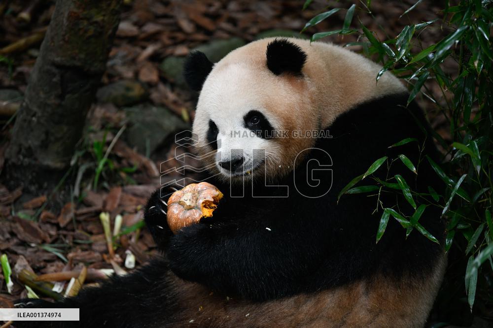 CHINA-SICHUAN-CHENGDU-GIANT PANDA-MEI LAN-SEVENTH BIRTHDAY (CN)