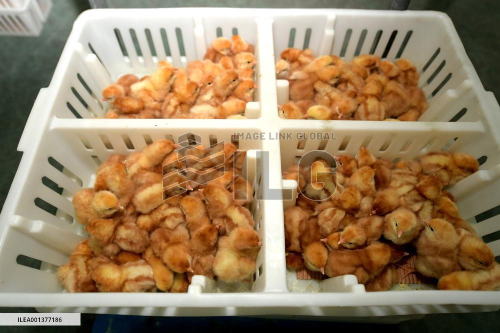 Breeding Intelligence