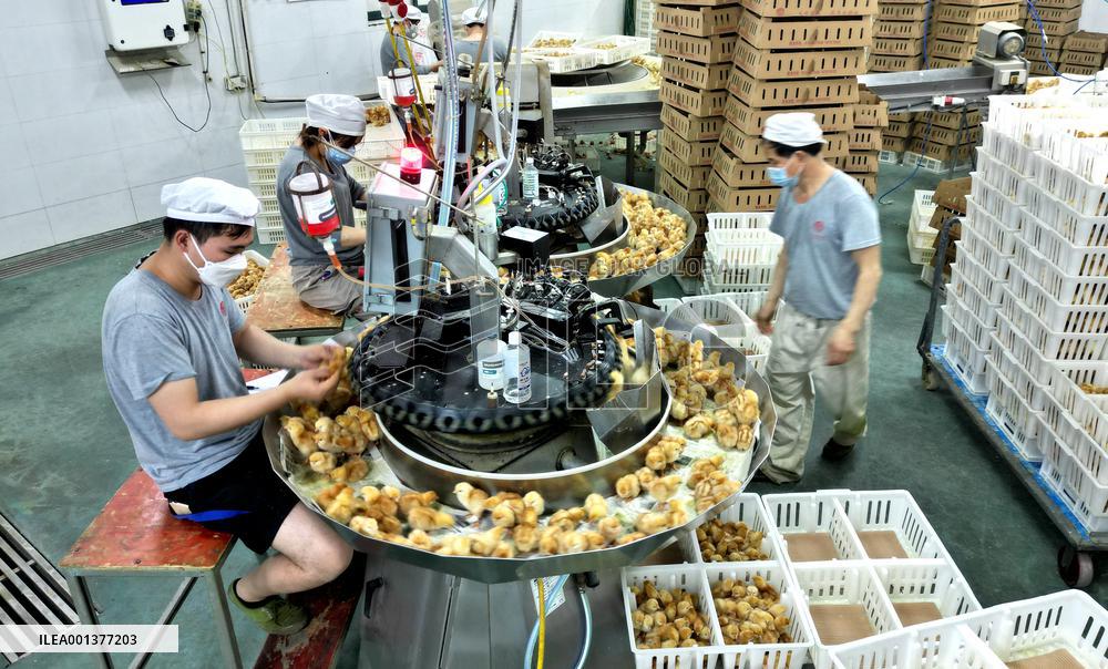 Breeding Intelligence