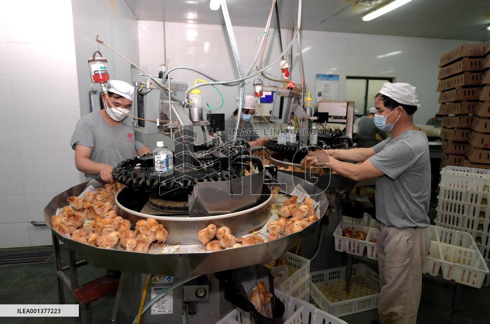 Breeding Intelligence