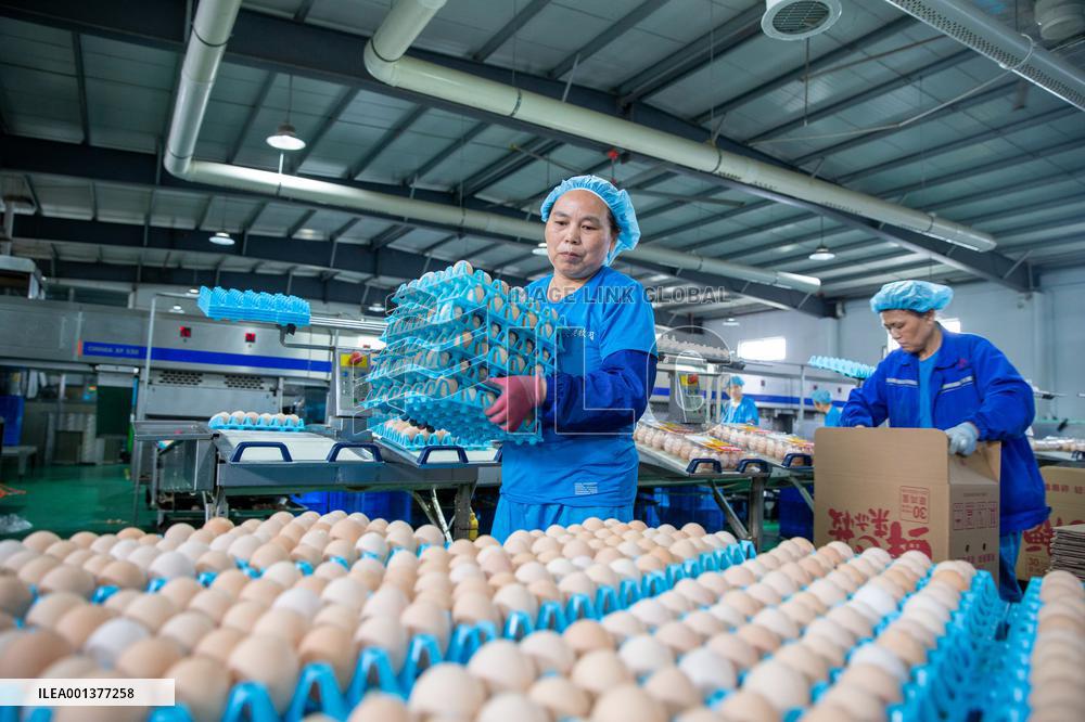 Poultry And Egg Industry In China