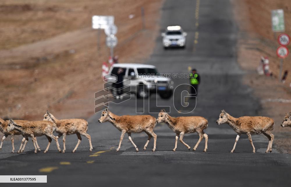 CHINA-QINGHAI-TIBETAN ANTELOPES (CN)